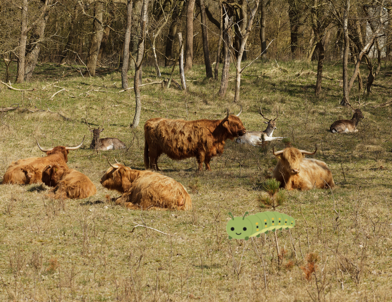 Hooglanders en damherten in de duinen. En een rups.