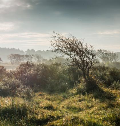 duin landschap ruiter