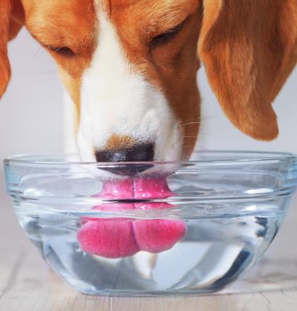 Hond drinkt water uit kom