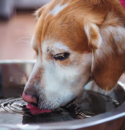 Hond-drinken