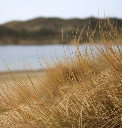 stockbeeld_duinen_helmgras_closeup.jpg