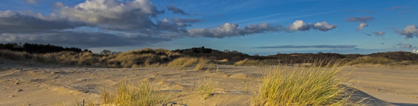 Duinlandschap_RM_De Kennemerduinen