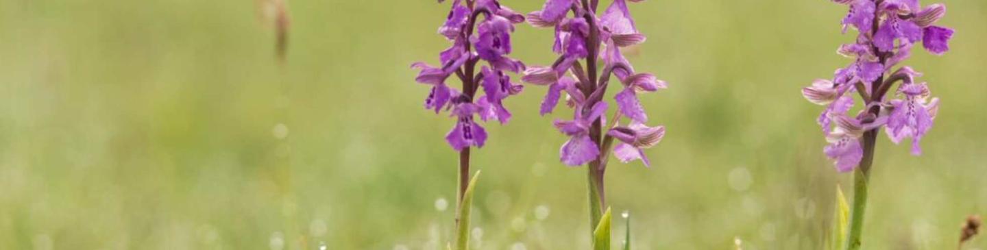 Header Onderzoek vegetatiekartering