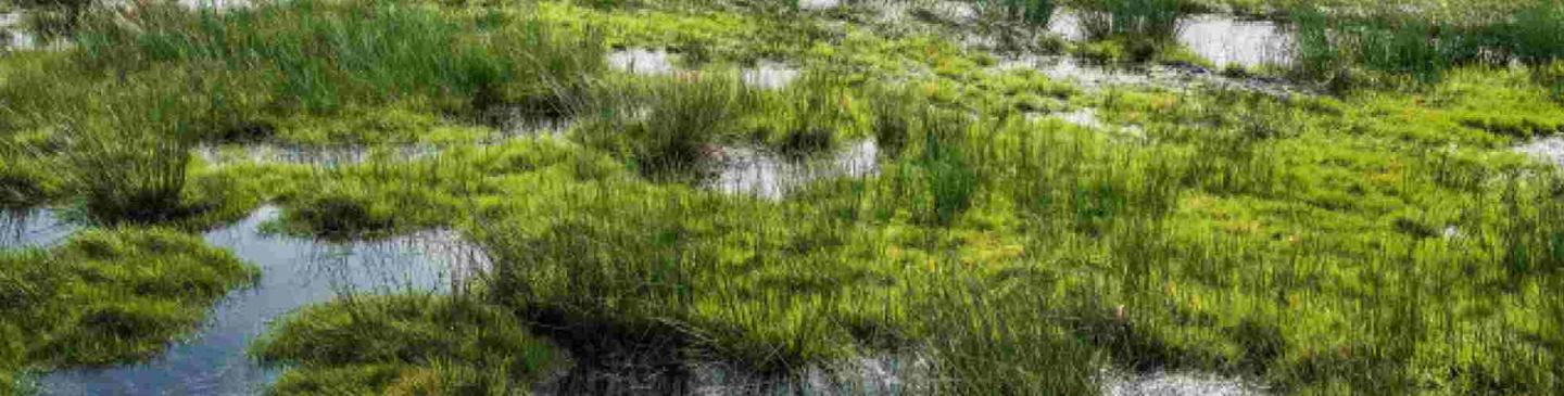 Header-zuiverend-landschap