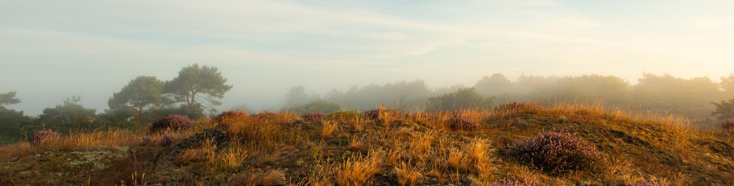 Heidelandschap Noordhollands Duinreservaat