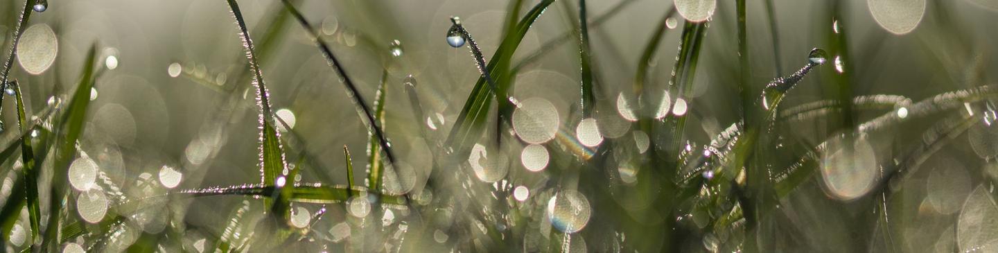 gras met druppels