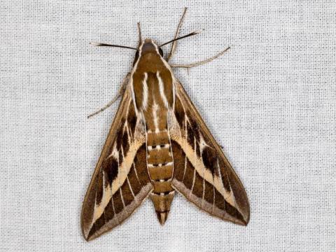 Gestreepte pijlstaart