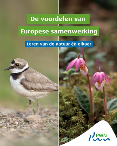 De kleine plevier en de kleine bosnimf 