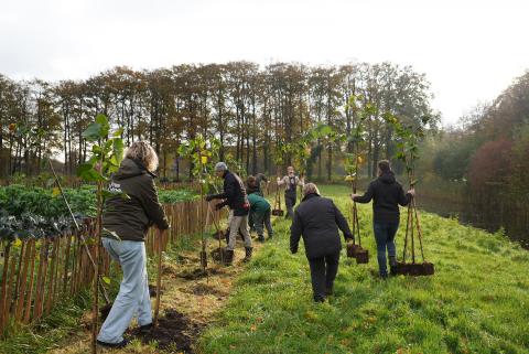 Planten Lindes Marquette