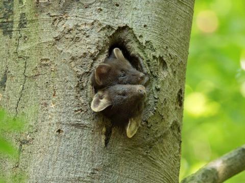 Jonge boommarters (foto: Bram Achterberg)
