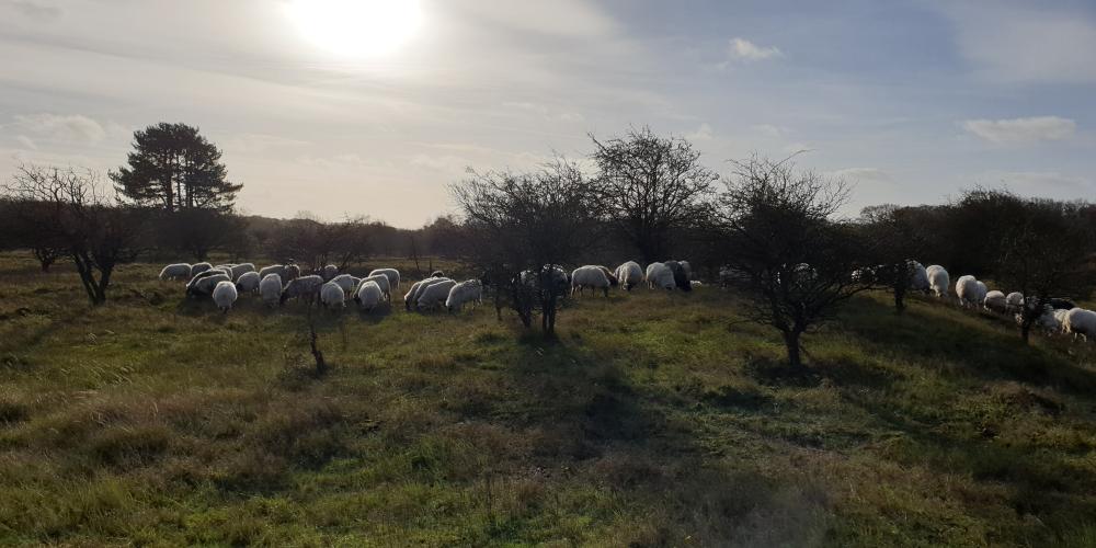 Schaapskudde met pensioen