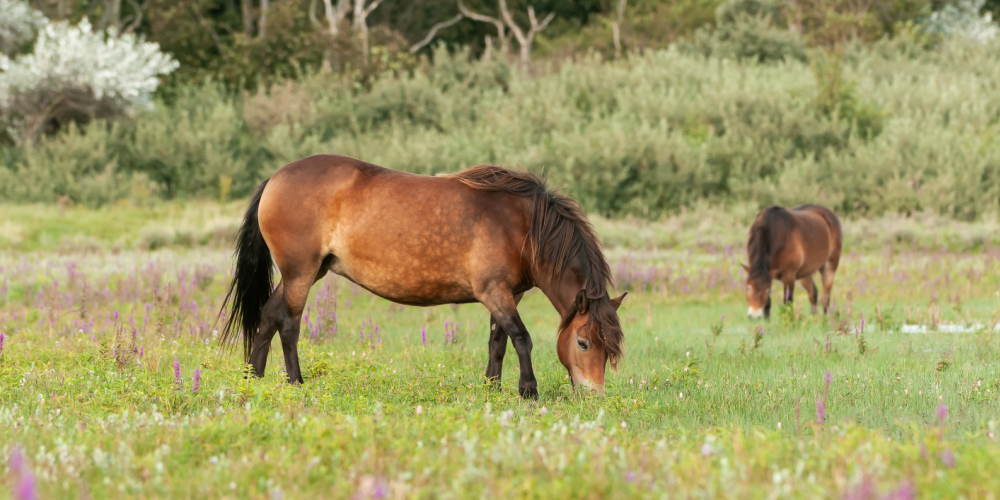 Exmoor pony grazend
