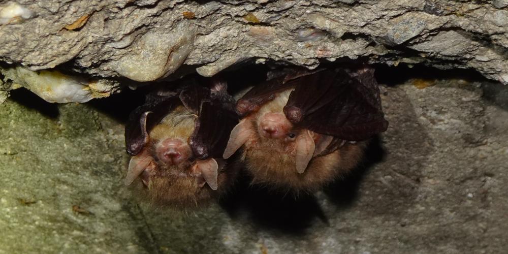 Gewone Grootoorvleermuis (Plecotus auritus)