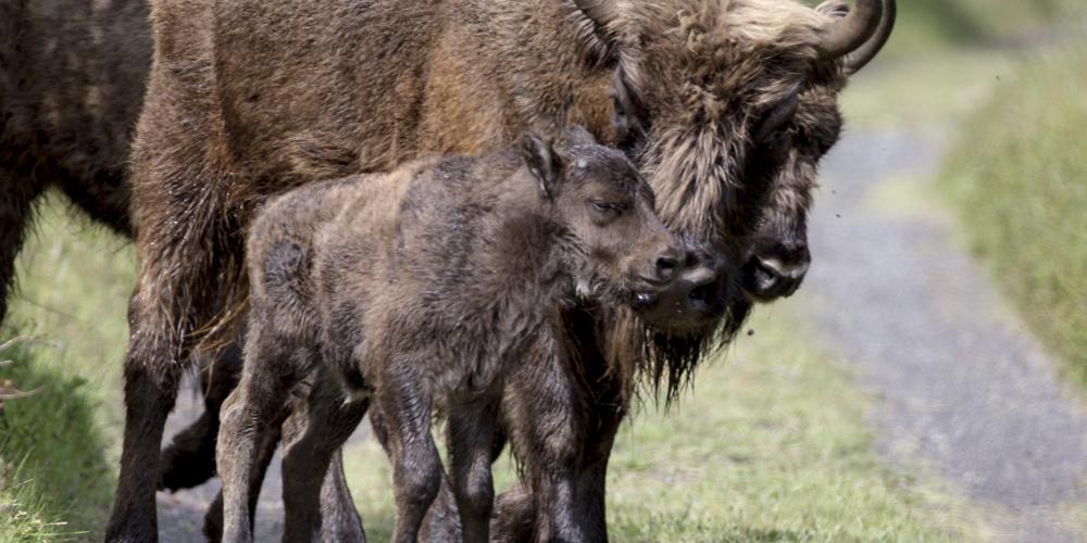 Wisent kalf met moeder