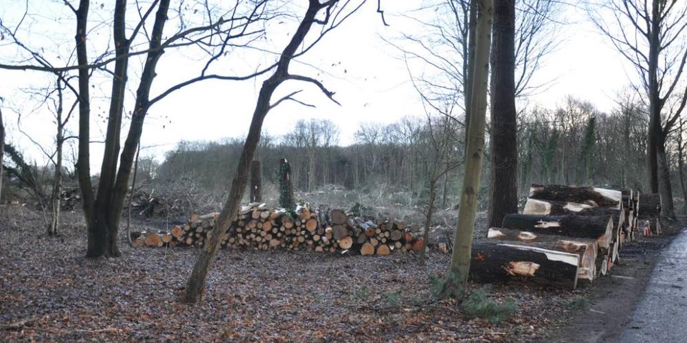 bomenkap_zanderij_2017