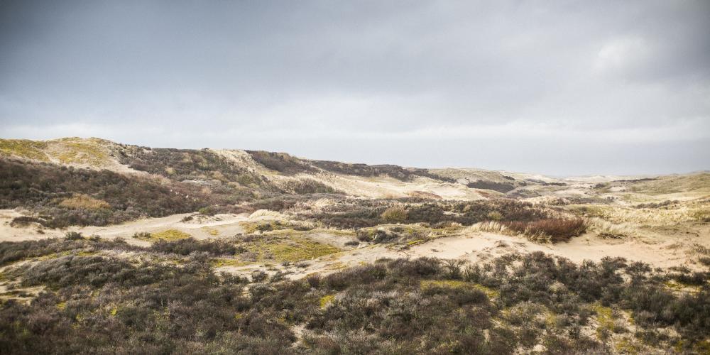 Duinlandschap bij Castricum, Noordhollands Duinreservaat