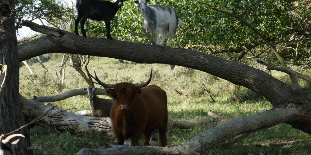 Natuurfoto. Geit is in een boom geklommen en een hooglander staat onder de boom.