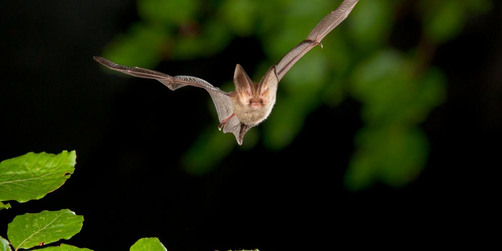 grootvleermuis_def.jpg