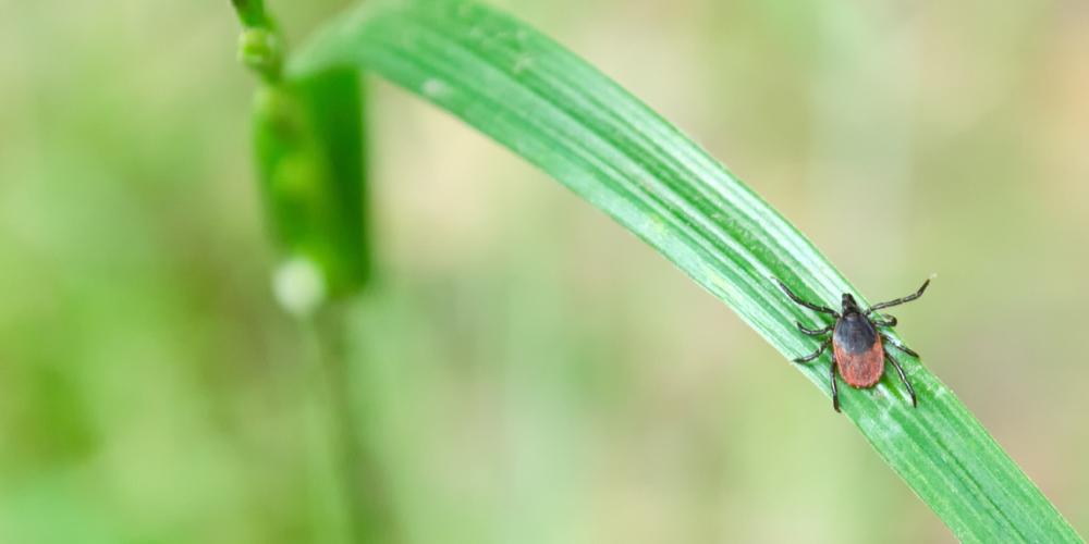 De bruine schapenteek