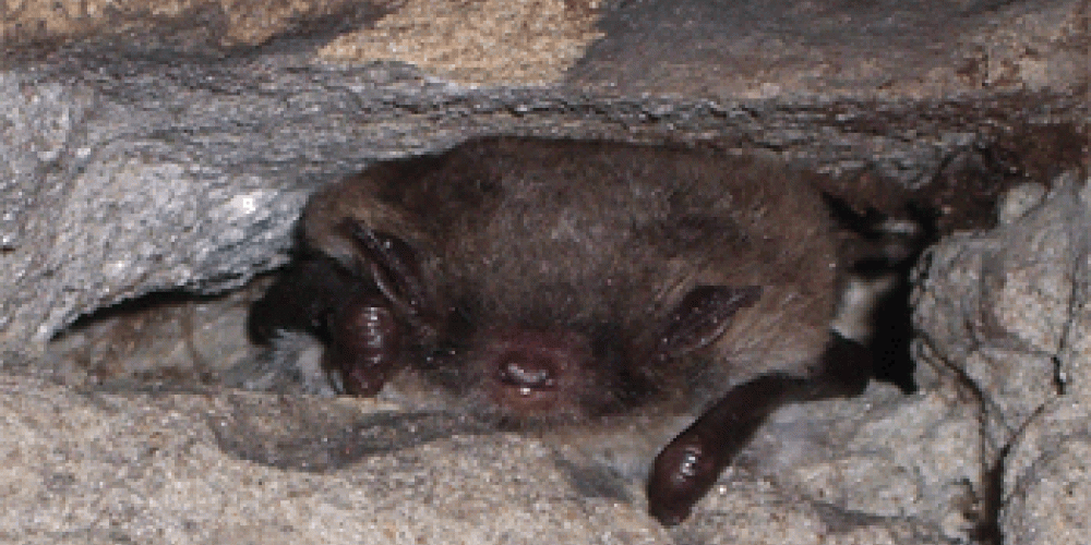 Vleermuis gefotografeerd door Luc Knijnsberg