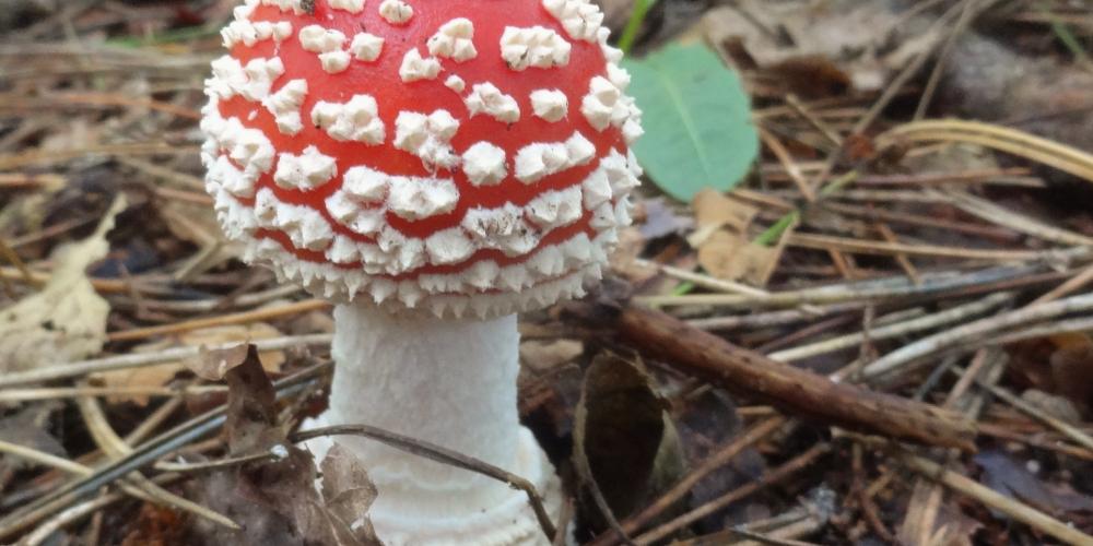 paddenstoel vliegenzwam